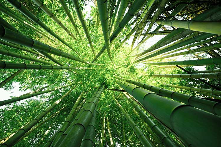 Looking up through tall, green bamboo stalks toward a bright canopy - symbolizing the slow, steady growth at the heart of Buddhist parenting.