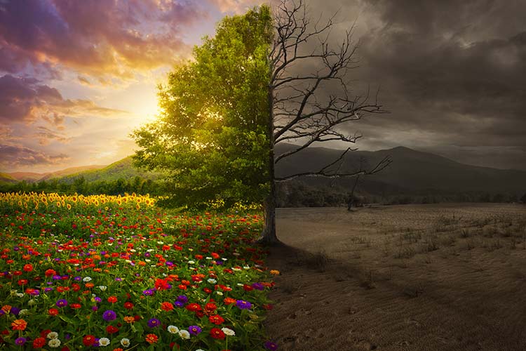 A simple tree stands at the center of two worlds. On one side, the tree is blooming with flowers and sunlight. On the other side, the tree is barren and dark. This symbolizes the dual outcomes of our actions through karma.